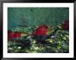 Red Salmon Look For The Perfect Place To Lay Eggs by Paul Nicklen Limited Edition Print