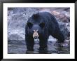 A Grizzly Bear Walks Into A Pool by Paul Nicklen Limited Edition Print