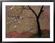 Plum Tree Against A Colorful Temple Wall by Raymond Gehman Limited Edition Print