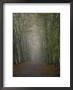 A Tree-Lined Road Disappears Into The Fog by Jason Edwards Limited Edition Print
