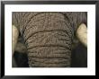 Detail Of An African Elephants Trunk And Tusks by Bobby Model Limited Edition Pricing Art Print