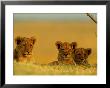 A Trio Of Young African Lions Are Ready To Nap by Beverly Joubert Limited Edition Print