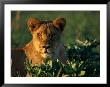 A Female African Lion Eyes The Photographer by Beverly Joubert Limited Edition Print