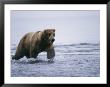 An Alaskan Brown Bear Walks Through The Water by Roy Toft Limited Edition Pricing Art Print
