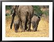 Rear View Of Female Elephant Flanked By Two Babies by Mark Cosslett Limited Edition Pricing Art Print