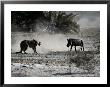 An African Cheetah And A Warthog Kick Up Clouds Of Dust In A Tense Confrontation by Chris Johns Limited Edition Print