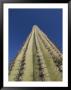 Skyward View Of A Saguaro Cactus by John Burcham Limited Edition Print