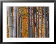 Maples Trees And Bamboo, Arashiyama, Kyoto, Japan by Gavin Hellier Limited Edition Print