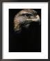 Profile Of Hawk by Don Grall Limited Edition Print