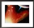 Space Illustration Titled Prolyx by Ron Russell Limited Edition Print