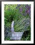 Herb Still Life With Lavender (Lavandula Officinalis) In Mauve Basket Against Hidcote In Garden by Linda Burgess Limited Edition Print