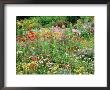 Annual Border With Papaver, Osteospermum, Gazania, Oenothera & Verbena, August, Devon by Mark Bolton Limited Edition Print