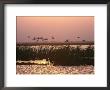 Grass, San Bernard Nwr, Tx by Harry Walker Limited Edition Pricing Art Print