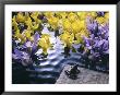 Frog, Sheet Music And Flowers In Water by Howard Sokol Limited Edition Print