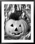 Black Cat On Top Of Jack-O-Lantern by Ewing Galloway Limited Edition Print