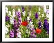 Delphinium Species And Poppies (Papaver Rhoeas), France by Alain Christof Limited Edition Print