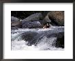 White Water Kayaker Preparing For Steep Rapids by Kevin Beebe Limited Edition Print