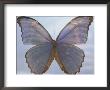 Butterfly With Open Wings by Jim Mcguire Limited Edition Print