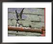 Swallow, Adult Feeding Chick, Scotland by Mark Hamblin Limited Edition Pricing Art Print