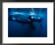 Southern Right Whale, Juvenile &Mother, Valdes Penin by Gerard Soury Limited Edition Print