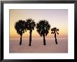 Clearwater Beach, Florida, Palm Trees At Dawn by John Coletti Limited Edition Pricing Art Print