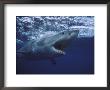 Great White Shark by Gerard Soury Limited Edition Pricing Art Print