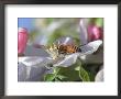 Bee On Apple Blossoms by John Luke Limited Edition Print