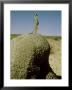 Meerkat, Guard Looking, Kalahari by David Macdonald Limited Edition Print