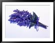 Bouquet Of Lavender by Peter Ardito Limited Edition Pricing Art Print