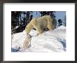 Two Month Old Cub And Mother Polar Bear by Yvette Cardozo Limited Edition Print