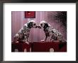Dalmatian Puppies Posing by Henryk T. Kaiser Limited Edition Print