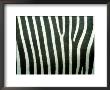 Grevys Zebraequus Grevyipatterns, Skin Detailafrica by Brian Kenney Limited Edition Pricing Art Print