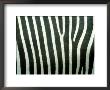 Grevys Zebraequus Grevyipatterns, Skin Detailafrica by Brian Kenney Limited Edition Print