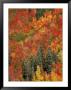 Fall Foliage by Yvette Cardozo Limited Edition Pricing Art Print