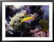Reef Fish by Bruce Ando Limited Edition Print