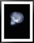 X-Ray Of Skull by Rick Kooker Limited Edition Print