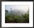 Rainforest Disturbed Or Selectively Logged Forest At Dawn, East Madagascar by Mark Pidgeon Limited Edition Print