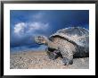 Giant Tortoise, Sunrise, Isabella Island, Galapagos by Mark Jones Limited Edition Print