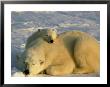 Polar Bear, Ursus Maritimus Mother And Cub by Norbert Rosing Limited Edition Print