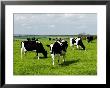 Freisian Cows, Oxfordshire, Uk by Martin Page Limited Edition Print