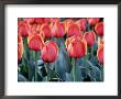 Tulips by Mark Windom Limited Edition Print