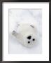 Harp Seal, Pup In Favorite Position On Its Back On Ice Pack, Nova Scotia, Canada by Daniel Cox Limited Edition Print