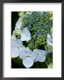 Hydrangea Macrophylla Normalis (Lacecap Hydrangea) by Susie Mccaffrey Limited Edition Print