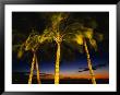 Palm Trees At Dusk, Waikiki Beach, Hi by Walter Bibikow Limited Edition Print