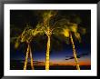 Palm Trees At Dusk, Waikiki Beach, Hi by Walter Bibikow Limited Edition Print
