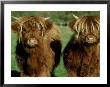 Highland Cattle, 9 Month Old Calves, Scotland by Alastair Shay Limited Edition Print