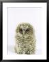 Tawny Owl, Young by Les Stocker Limited Edition Pricing Art Print