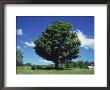 A Sugar Maple Tree In The Summer, Vermont by Kindra Clineff Limited Edition Print