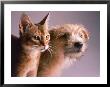 Portrait Of A Dog And Cat by Daniel Fort Limited Edition Print