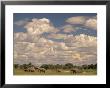 Herd Of Elephants, Etosha National Park, Namibia by Walter Bibikow Limited Edition Pricing Art Print
